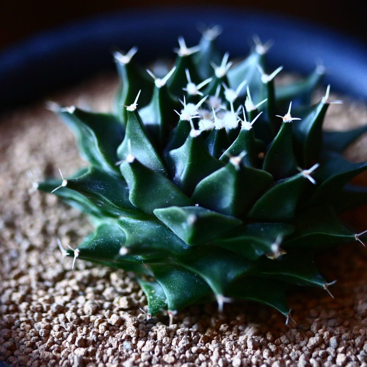 群生　帝冠　オブレゴニア　デネグリイ オブレゴニア デネグリイ 帝冠 実生 Obregonia denegrii no.