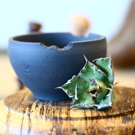 'ハルコイ´セット (N/OH × Agave titanota "FO-076)  no.30372