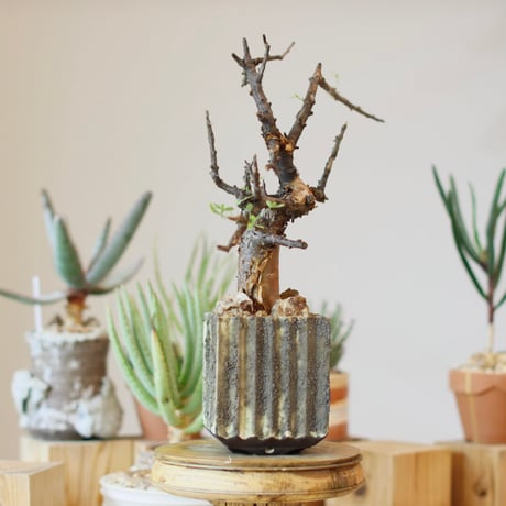 Commiphora foliacea  × soso(3.5号)  no.1214/50