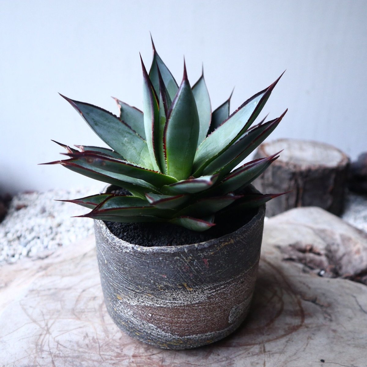 アガベ ブルーグロー Agave 'Blue Glow' no.112423 | 芽の巣山