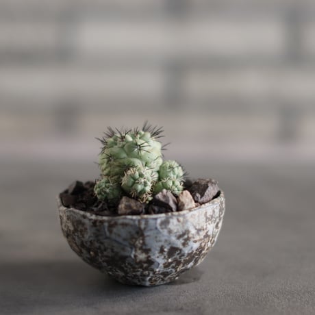 Ortegocactus macdougallii  × takero pot (3号)  no.823-21