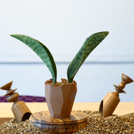 N/OH × Sansevieria masonia    no.61828