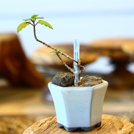 Plectranthus ernstii × 陶器鉢   no.31002