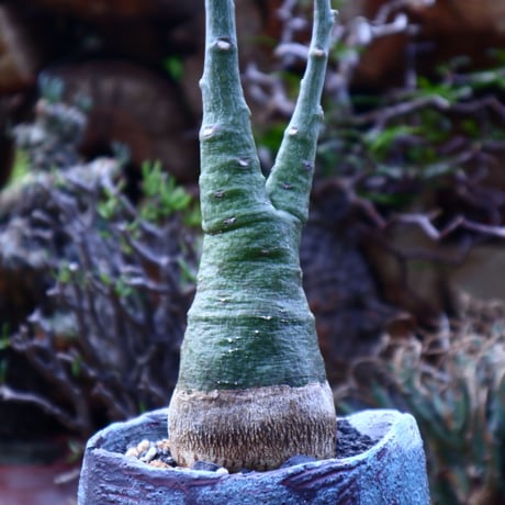 アデニア  グラウカ   Adenia glauca    no.42508