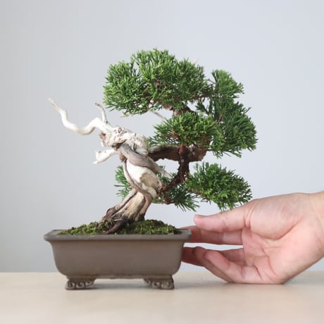 真柏 / YOSHIZAWA3-SHOHINBONSAI   no.1013/23