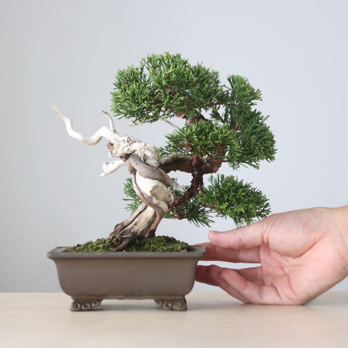 真柏 / YOSHIZAWA3-SHOHINBONSAI no.1013/23 | 芽の巣山