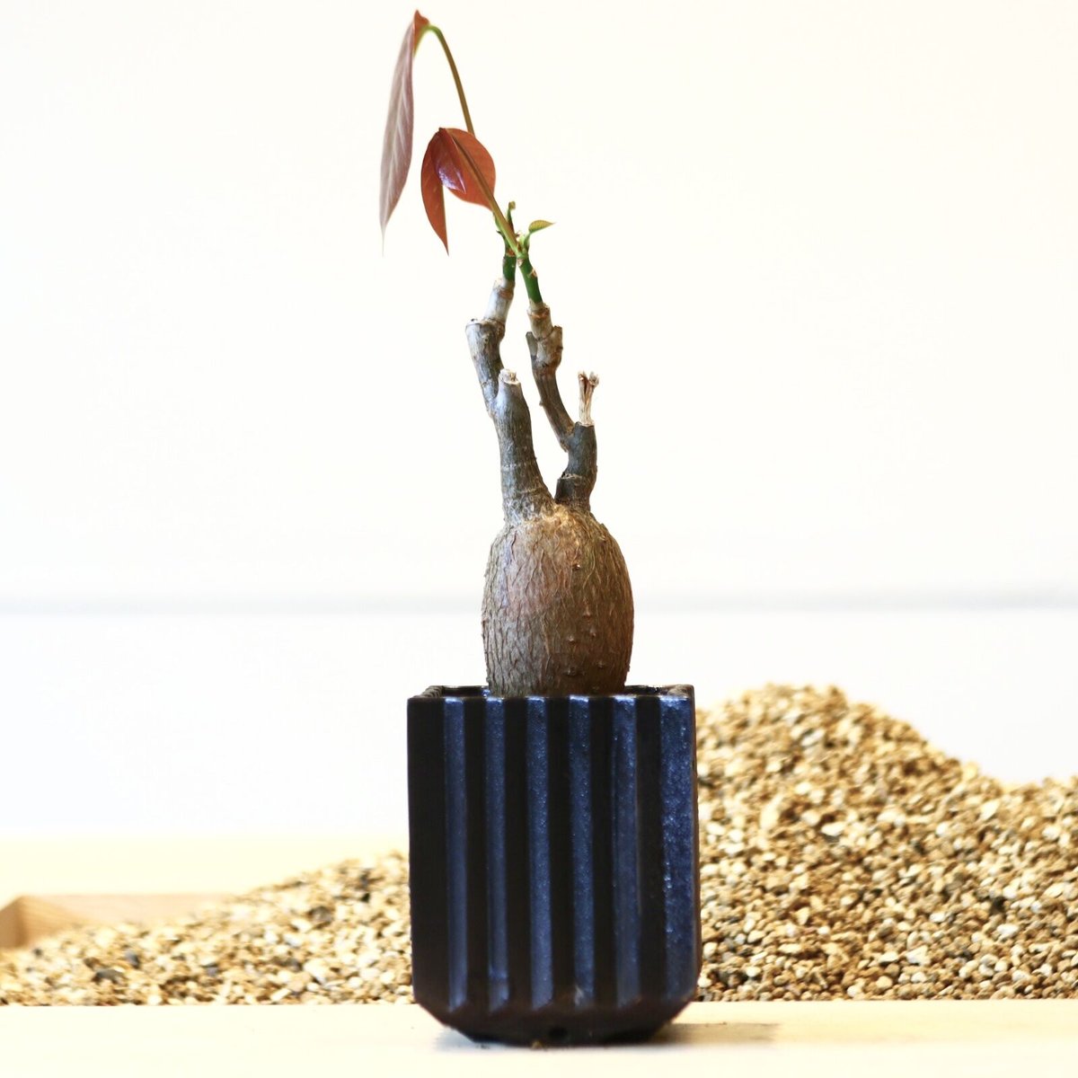 プセウドボンバックス エリプティクム / Pseudobombax ellipticum