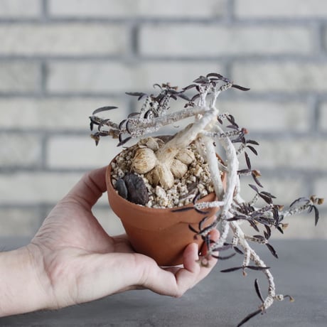 Euphorbia cylindrifolia × YAMABACHI (3号) no.621/46