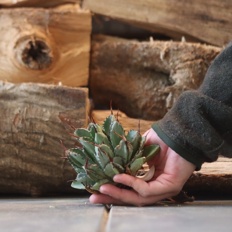 U.S. Cubic (Agave potatorum Cubic) / Style of C...