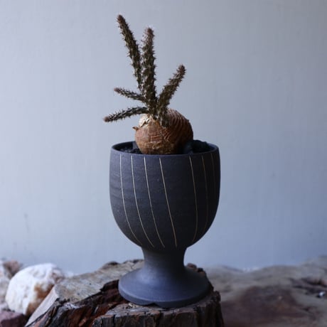 プテロカクタス ツベローサス   黒竜     Pterocactus tuberosus   no.51920