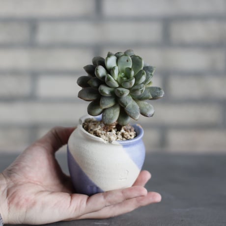 Graptoveria 'Amethorum' × N/OH (2.5号)  no.523/20