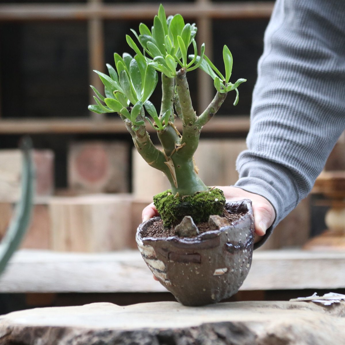 チレコドン パニクラータス　発根済み　現12 チレコドン パニクラータ／Tylecodon paniculatus no.111394 |