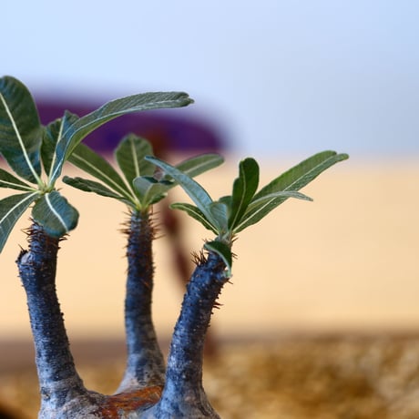 N/OH × Pachypodium  gracilius    no.61838