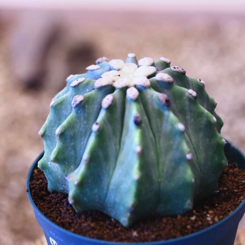 フェロカクタス 刺無王冠竜 / Ferocactus glaucescens f. nuda