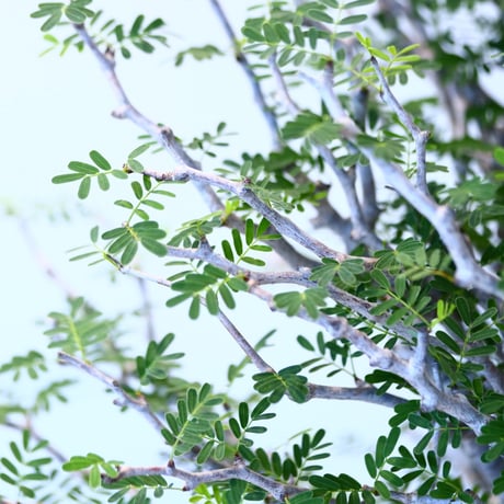 N/OH × Senna meridionalis    no.61863