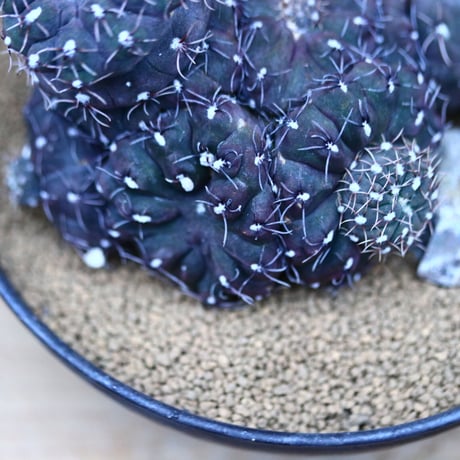 ギムノカリキウム 聖姿玉 モンスト／Gymnocalycium uruguayensis monst  no.21332