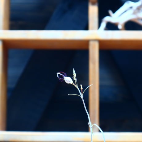 セロペギア  ディモルファ／Ceropegia dimorpha    no.51617