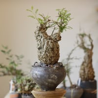 アデニア グラウカ／Adenia glauca no.103059 | 芽の巣山