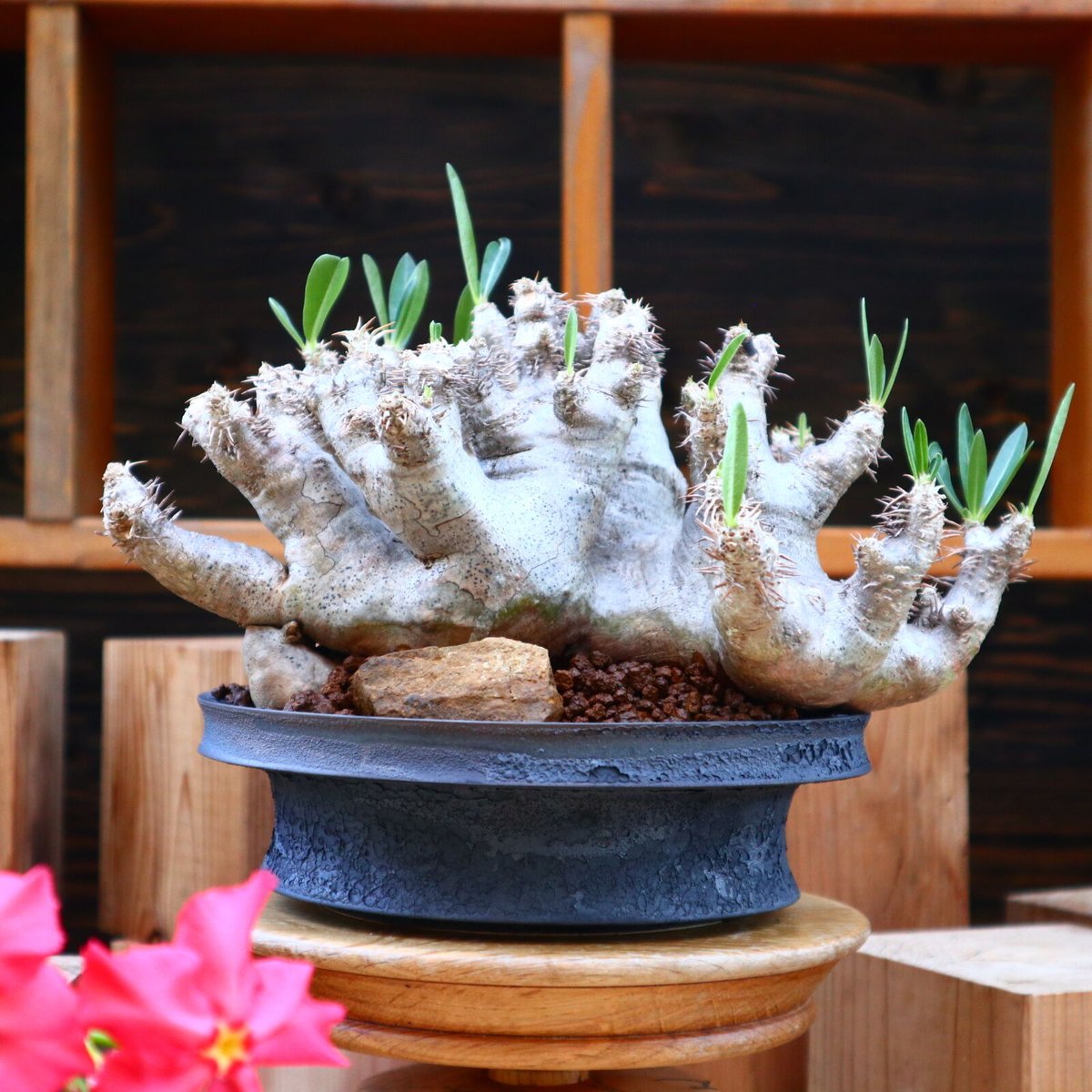 パキポディウム ブレビカリックス/Pachypodium densiflorum var パキポディウム ブレビカリックス/Pachypodium densiflorum var