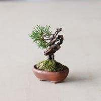 真柏10年 / twinz bonsai (2.5号)  no.913/71
