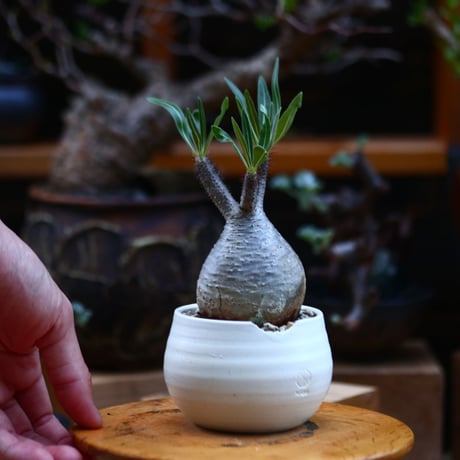 パキポディウム  グラキリス／Pachypodium  gracilius       no.92628