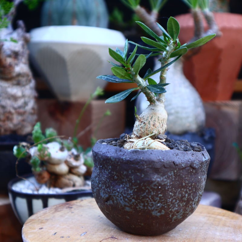 パキポディウム ビスピノーサム 実生／Pachypodium bispinosum n