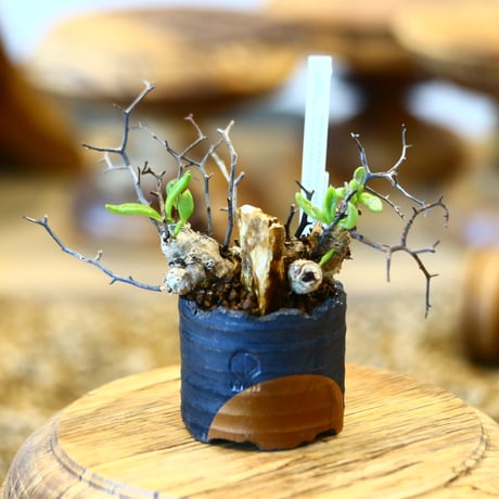 Tylecodon reticulate × N/OH  no.31004