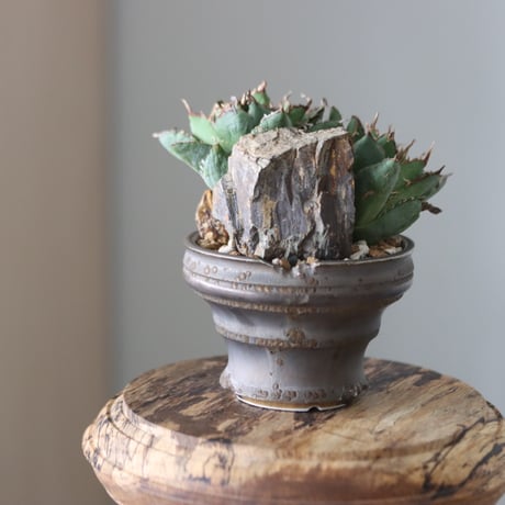 Agave titanota filigree Devil × たけろうポット　no.51244
