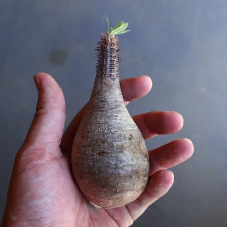 パキポディウム グラキリス 抜苗  Pachypodium rosulatum var. gracilius no.100612
