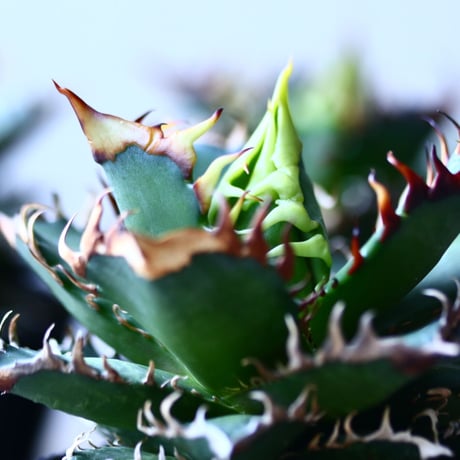 レッドキャットウィールズ | STORES