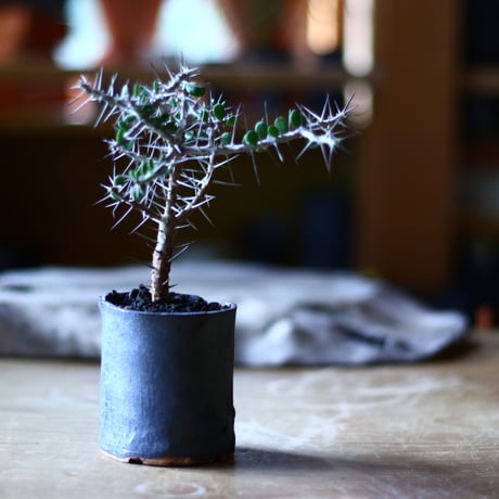 アローディア コモサ　Alluaudia comosa　no.70507