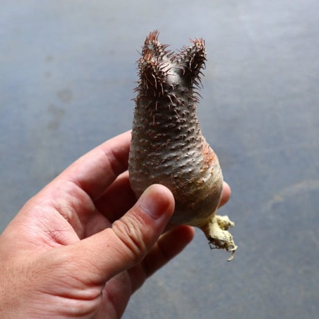 パキポディウム グラキリス 抜苗  Pachypodium rosulatum var. gracilius no.92924