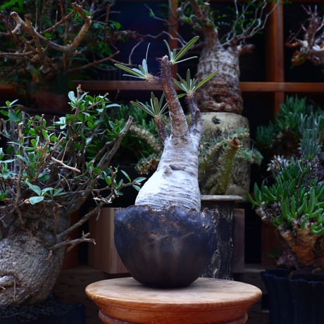 パキポディウム  グラキリス／Pachypodium  gracilius       no.60601