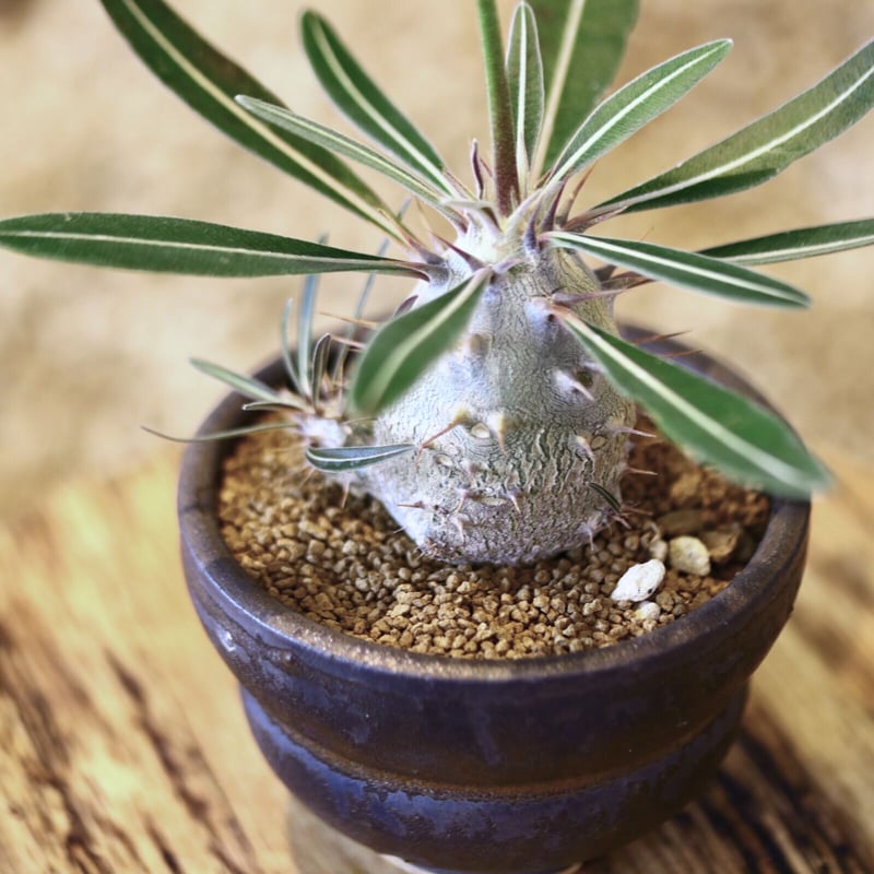 パキポディウム カクチペス(実生) / Pachypodium rosulatum var. パキポディウム カクチペス(実生) / Pachypodium rosulatum var.