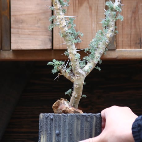 サルコカウロン ヘレー／Sarcocaulon herrei    no.20591