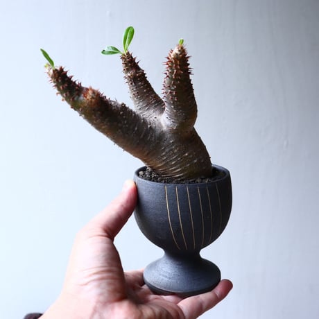 パキポディウム  マカイエンセ    Pachypodium Makayense  no72123