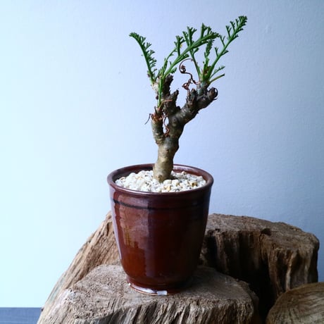 ペラルゴニウム   カルノーサム   Pelargonium carnosum  No.013
