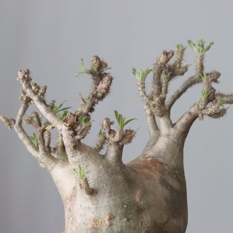 Pachypodium gracilius × Kazuhiro Arima / humanity pot (7.5号鉢)   no.420-46
