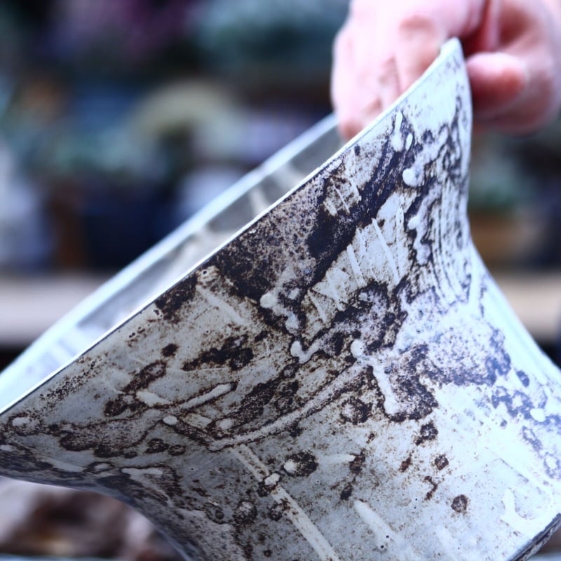 たけろうポット 大鉢 / 台形 / シロサビ no.1226-06 | 芽の巣山