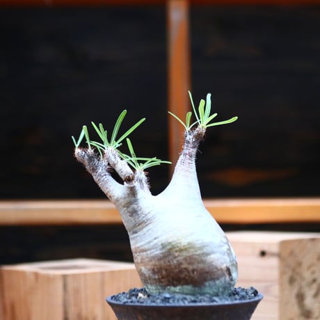 パキポディウム  グラキリス ／Pachypodium  gracilius     no.102470