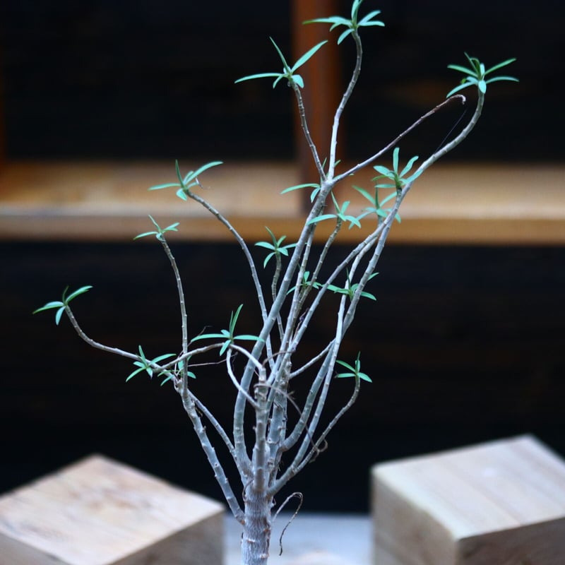 ユーフォルビア バルサミフェラ/Euphorbia balsamifera no.10 ユーフォルビア バルサミフェラ/Euphorbia balsamifera no.10