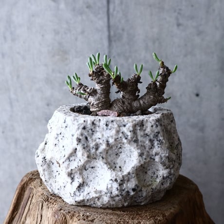 オトンナ    クラビフォリア        Othonna clavifolia  no.008