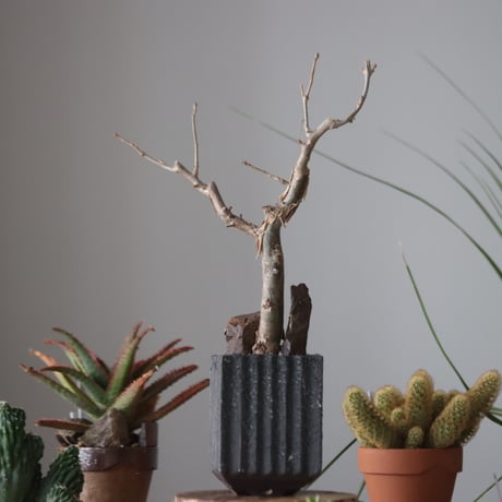 Bursera fagaroides × soso  no.51938