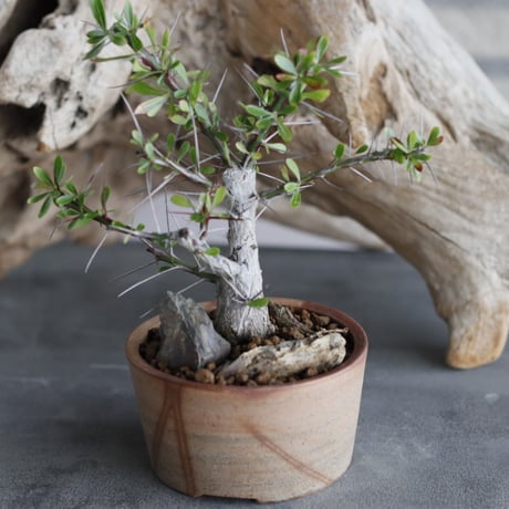 Fouquieria hyb. purpusii×fasciculata × 備前鉢3号 / twurue  no.607-19