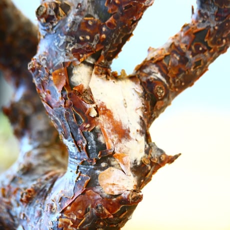 たけろうポット × Commiphora monstrosa   no.72364