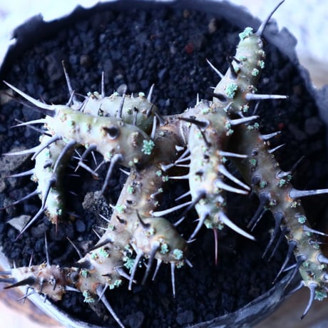 サルコカウロン  ヘレー    Sarcocaulon herrei   no.20317