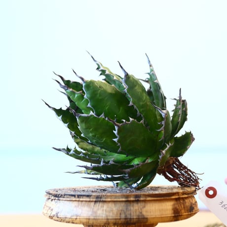 Agave horrida / Style of Chika   no.1015/63