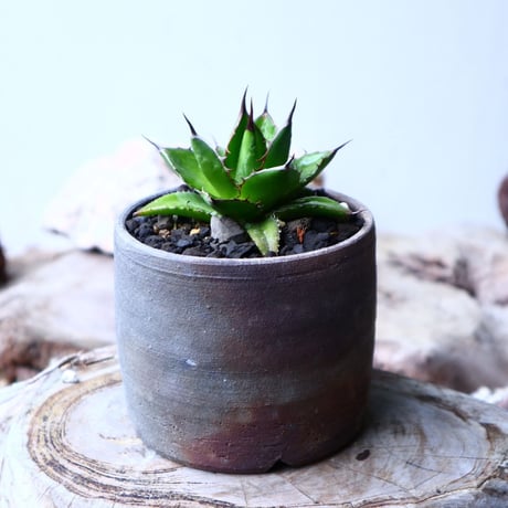 アガベ ホリダ   Agave horrida   no.102723