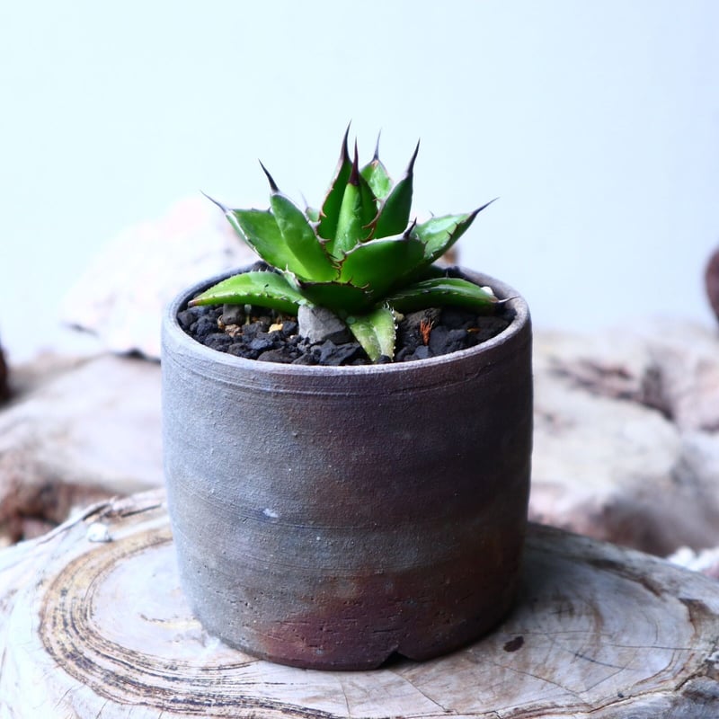 アガベ ホリダ Agave horrida no.102723 | 芽の巣山
