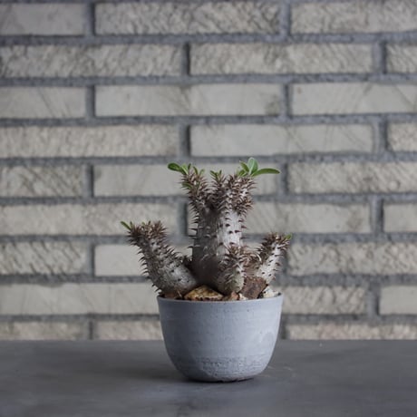 Pachypodium makayense × Atsushi Funakushi (3号)  no.315/6